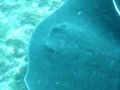 Australia Video