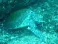 a 9 min video of the diving at byron bay Australia including grey nurse sharks, wobbygong sharks, trumpet fish, Bull rays, green sea turtle's eating and much much more!