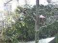 Snowy