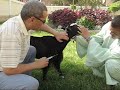 Effect of diazepam in goat Effect of diazepam in goat