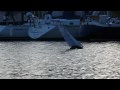 Open 60 radio controlled carbon sailing model