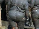 Hippopotamus