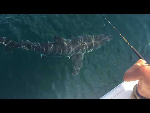 These Fisherman Had This Encounter With Huge Great White Shark
