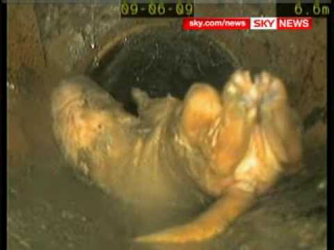 Puppy Flushed Down the Toilet