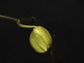Orkidé - Orchid Orkidé - Orchid
