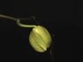 Orkidé - Orchid