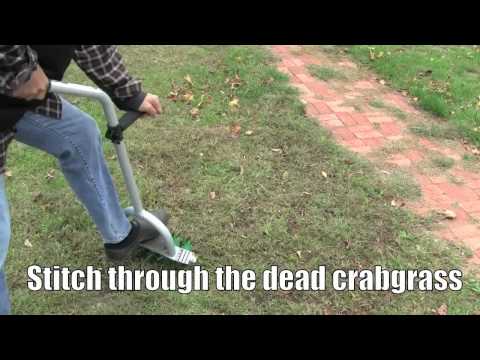 how to replant dead lawn