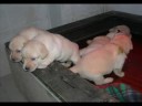 Cuccioli di Labrador Retrievers \"C\"
