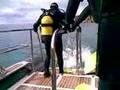zoea briefing