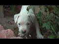 BLUE NOSE PITBUL PUPPIES ParT 2