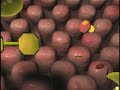 Enzyme Basics