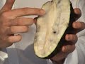 Guanabana (Soursop) in...NYC?