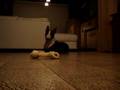 videos de cali mon bull terrier
