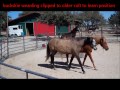circus horses, eight horses