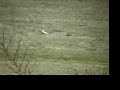 Weasel - Wiesel Weasel - Wiesel
