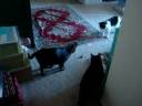 Pig and Laser Pointer.MPG