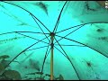 Keren Ann - In your Back