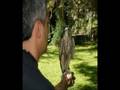 videos de cetreria