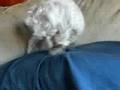 Pawing for attention
