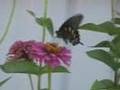 Black Swallowtail Butterfly Morning Brew