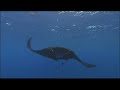 Tiburones-3d