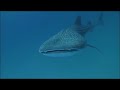 Tiburones-3d