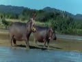 Druken Animals - African Booze Tree