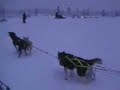 Dog sled and Reindeer sled Ride Dog sled and Reindeer sled Ride