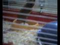 videos de My Old Hamster Harry
