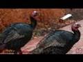 videos de Insidermedicine in 60 - November 16, 2007