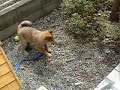 ????? swec780 DOG REO 2008/03/02