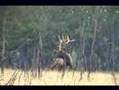 #6 World Record 9X9 Bull Elk Hunt