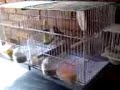 Pareja de Canario Timbrado Espa�ol  con cr�as