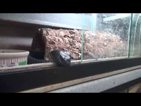 YouTube reptile video
