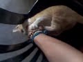 Mini-Chi chi Haciendo travesuras ek necio