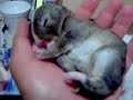 Sleeping baby rabbits www.extremebeautysupply.com