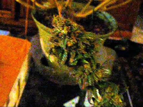 how to harvest dry and cure weed