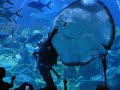 aquarium feeding show in kl, malaysia