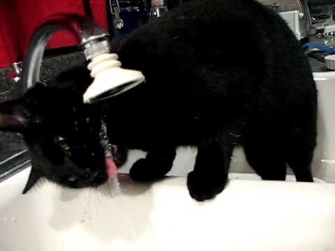 my cat has a drinking problem
