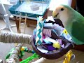 Lovebird Foraging