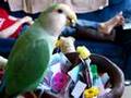 Lovebird Foraging