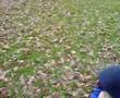 7253 N.O.H Eclaireur
