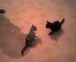 Macska Harc (Cat Fight)