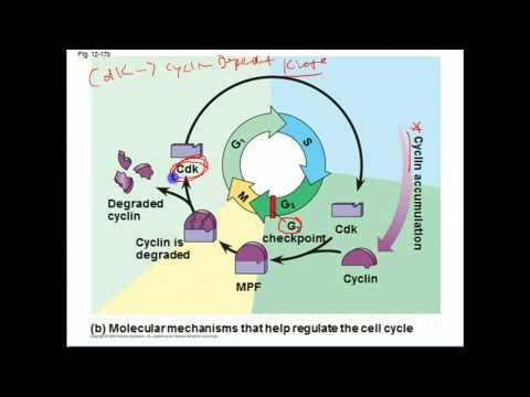 cell essay ap biology cell essay ap biology