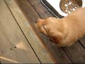 Crash the Wonderpuppy
