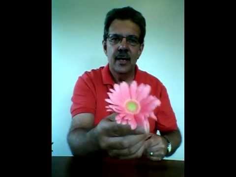 how to care gerbera