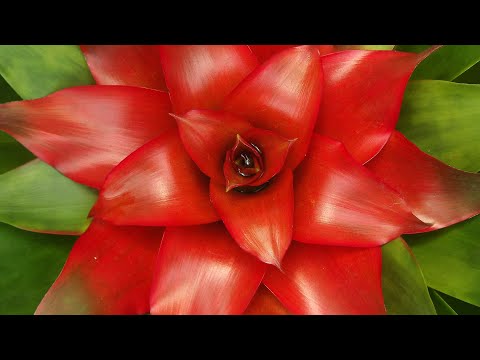 how to transplant guzmania