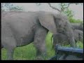 PIETER DEBUNKS MARULA MYTH AND ELEPHANTS PIETER DEBUNKS MARULA MYTH AND ELEPHANTS