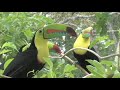 The Tucan\