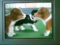 Nintendogs Hunderassen